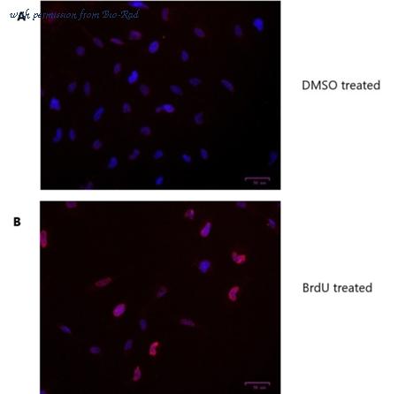 Bio-Rad MCA6144 image 1