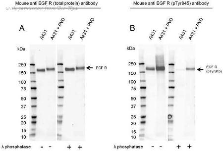 Bio-Rad VMA00748 image 1