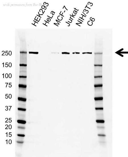 Bio-Rad VMA00783 image 1