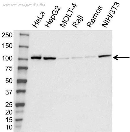 Bio-Rad VPA00889 image 1