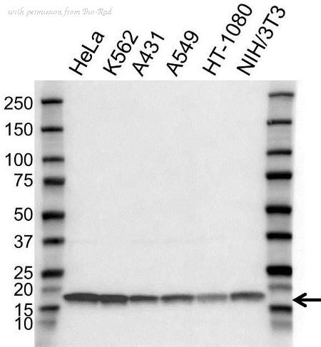 Bio-Rad VPA00904 image 1