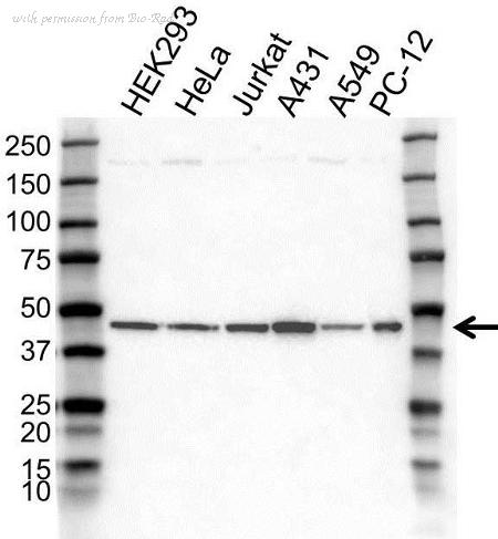 Bio-Rad VPA00907 image 1