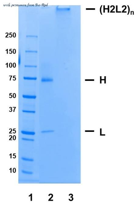 Bio-Rad HCA191 image 1