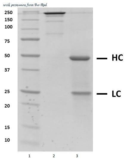 Bio-Rad HCA192G image 1