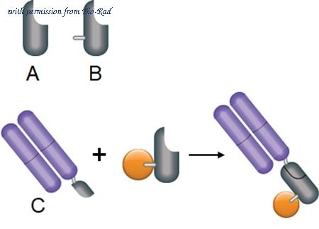 Bio-Rad TZC025CYS image 1