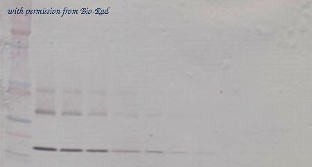 Bio-Rad AHP2797Z image 1