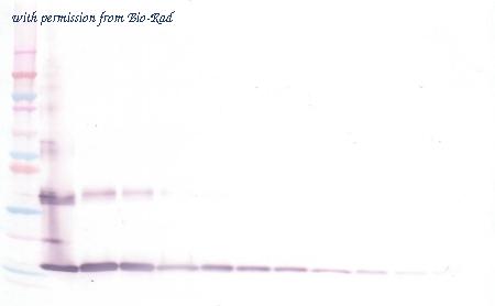 Bio-Rad AHP2808Z image 1