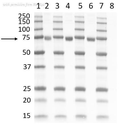 Bio-Rad AHP3016 image 1