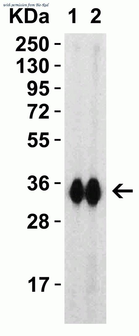 Bio-Rad AHP3017 image 1