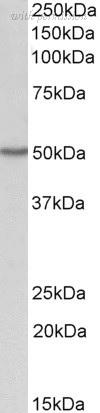 Bio-Rad AHP3023 image 1