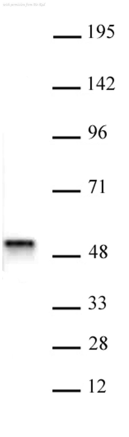 Bio-Rad AHP3025 image 1