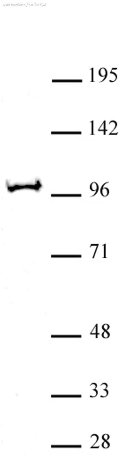Bio-Rad AHP3028 image 1