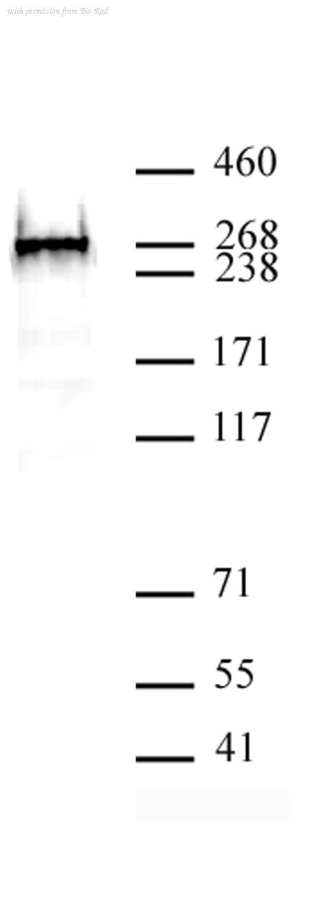 Bio-Rad AHP3029 image 1