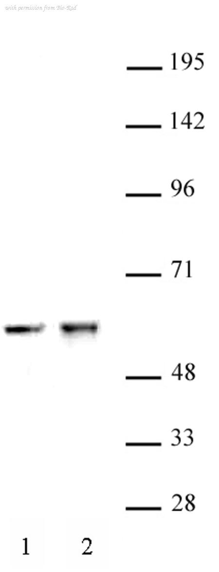 Bio-Rad AHP3032 image 1