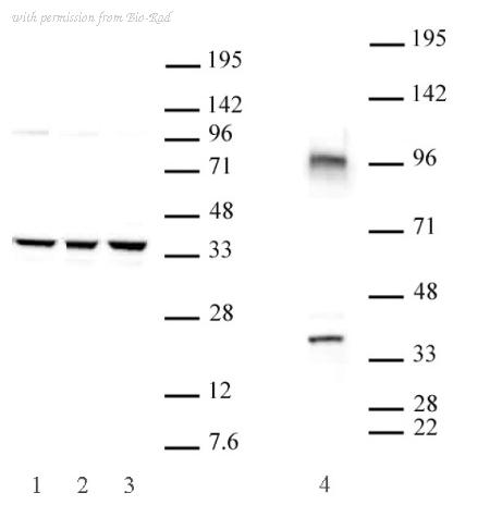 Bio-Rad AHP3036 image 1