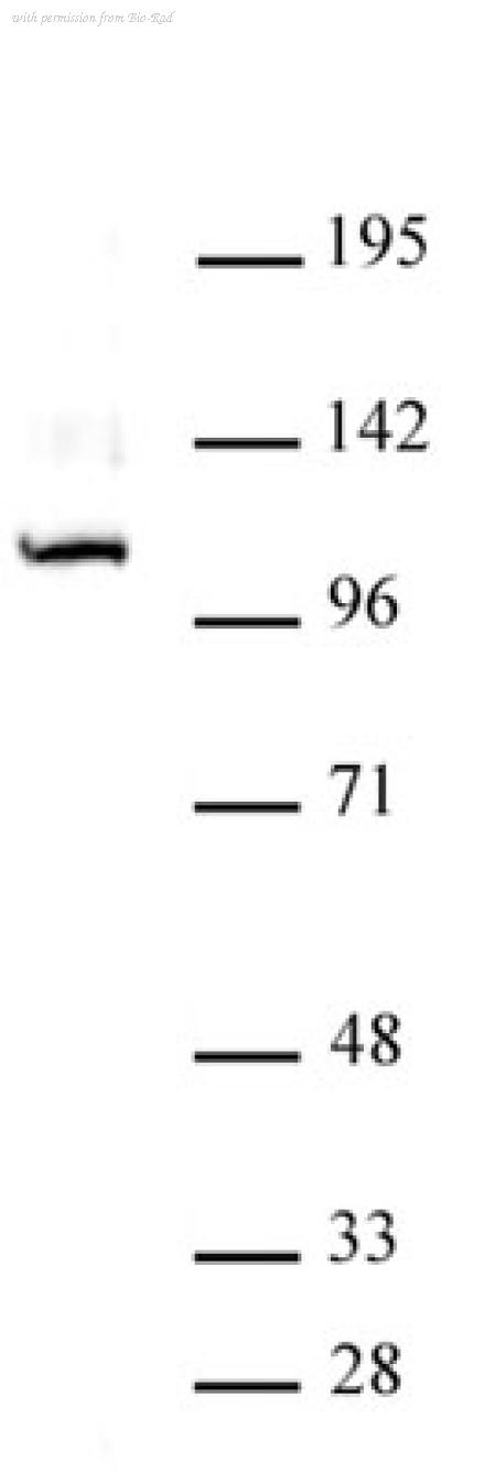 Bio-Rad AHP3042 image 1