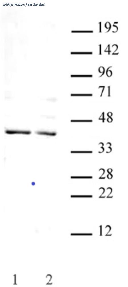 Bio-Rad AHP3043 image 1