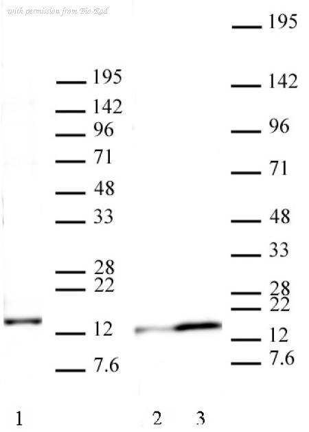 Bio-Rad AHP3044 image 1
