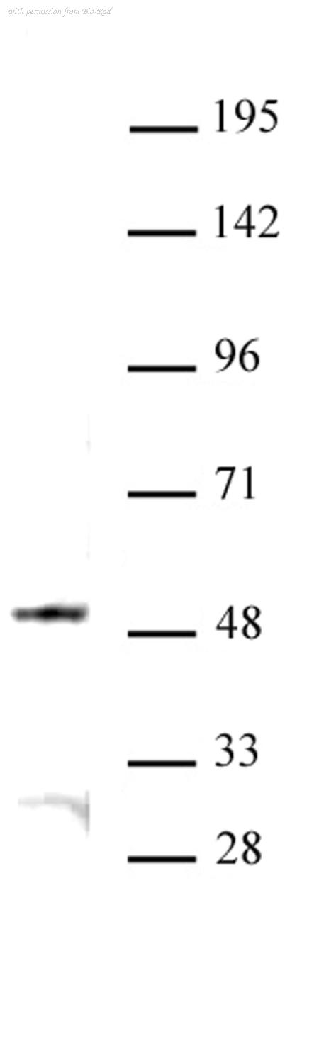 Bio-Rad AHP3079 image 1
