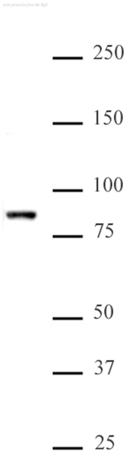 Bio-Rad AHP3082 image 1