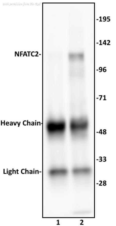 Bio-Rad AHP3087 image 1
