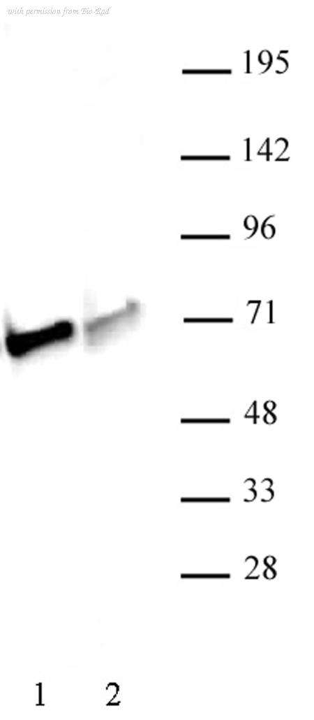Bio-Rad AHP3089 image 1