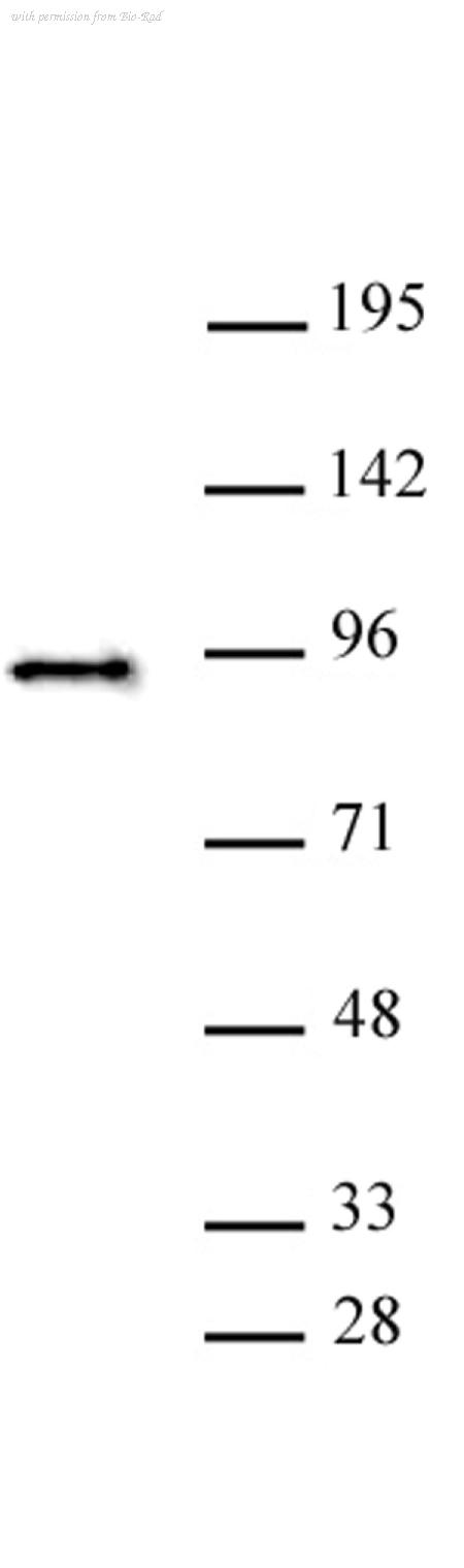 Bio-Rad AHP3101 image 1