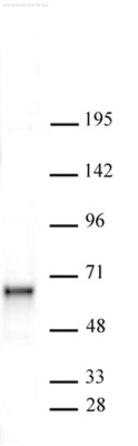 Bio-Rad AHP3105 image 1
