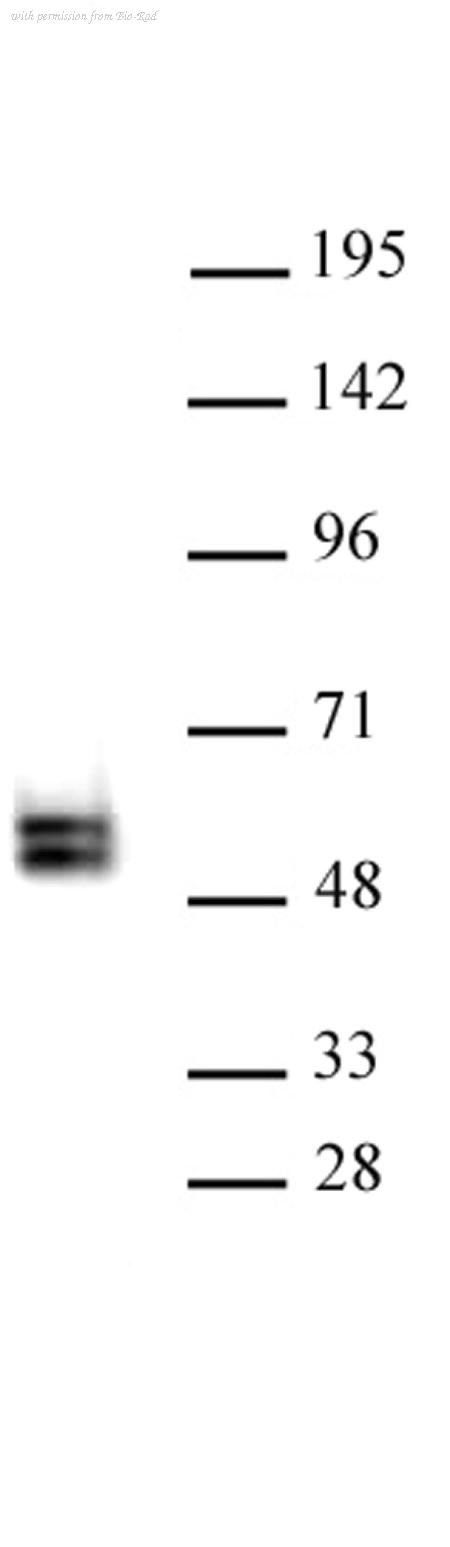 Bio-Rad AHP3108 image 1