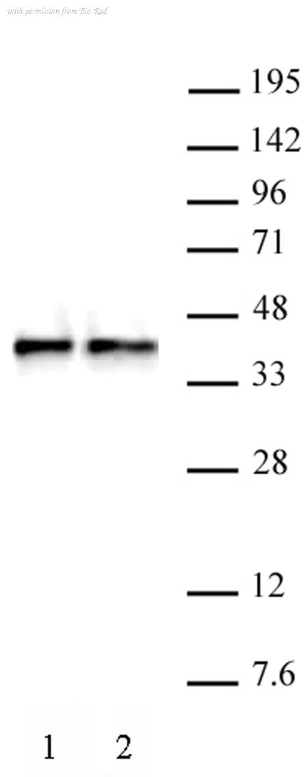 Bio-Rad AHP3113 image 1
