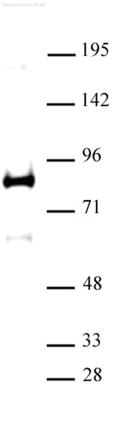 Bio-Rad AHP3114 image 1