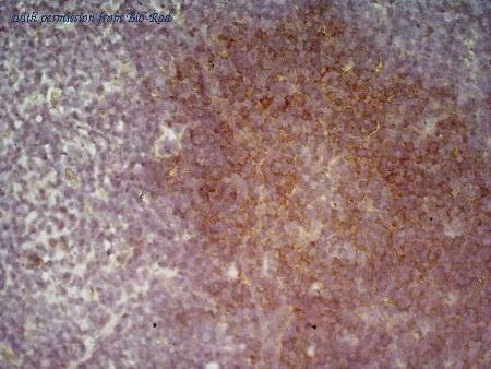 Bio-Rad MCA1439SBB700 image 1