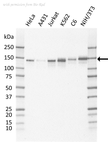 Bio-Rad MCA6171 image 1