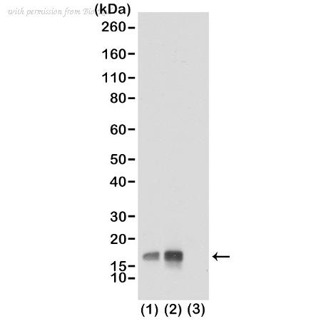 Bio-Rad MCA6294 image 1