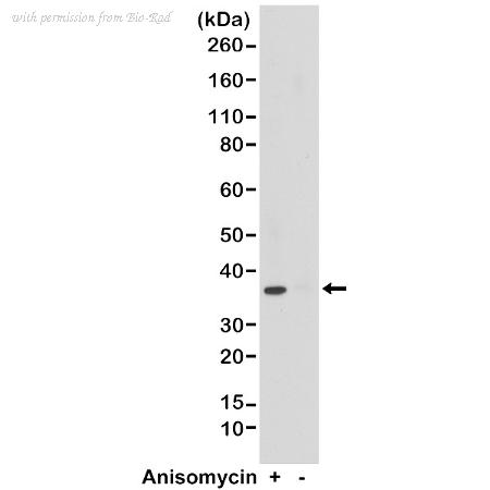 Bio-Rad MCA6303 image 1