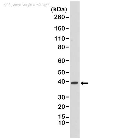 Bio-Rad MCA6304 image 1