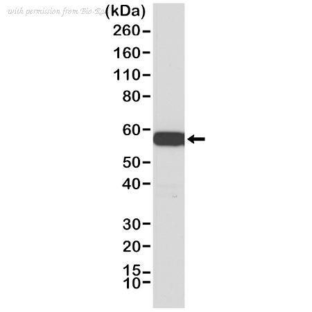 Bio-Rad MCA6307 image 1