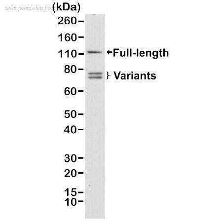 Bio-Rad MCA6308 image 1