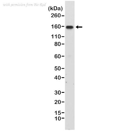 Bio-Rad MCA6314 image 1