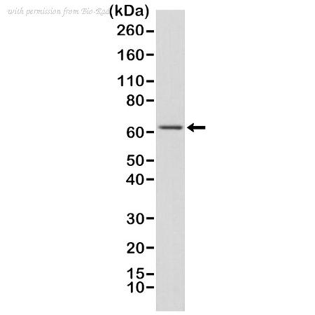 Bio-Rad MCA6316 image 1