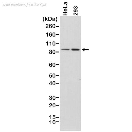 Bio-Rad MCA6318 image 1