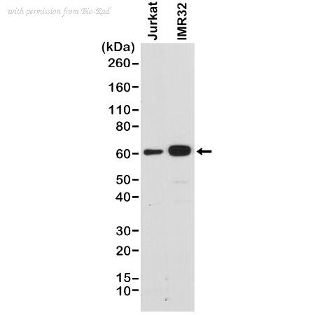 Bio-Rad MCA6319 image 1