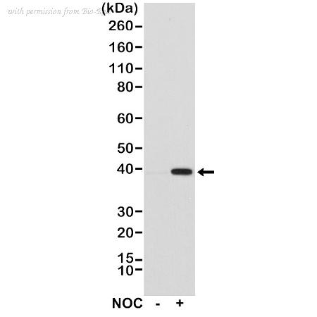 Bio-Rad MCA6320 image 1