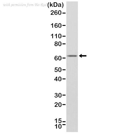 Bio-Rad MCA6322 image 1