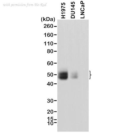 Bio-Rad MCA6329 image 1