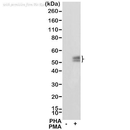 Bio-Rad MCA6330 image 1