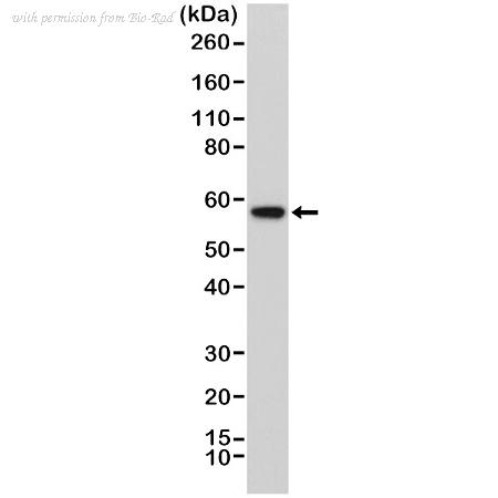 Bio-Rad MCA6331 image 1