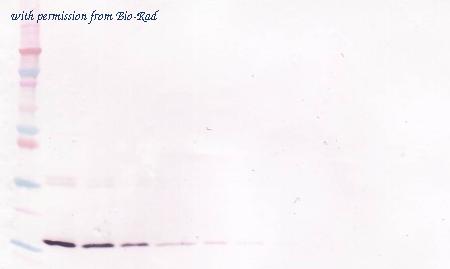Bio-Rad MCA6336Z image 1