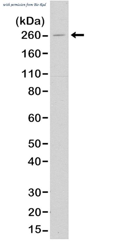 Bio-Rad MCA6339 image 1