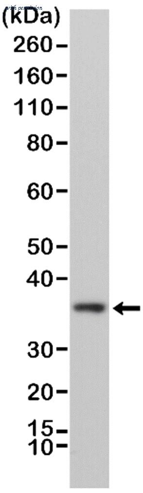 Bio-Rad MCA6343 image 1
